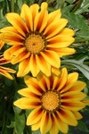 image of flower