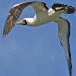 image of bird