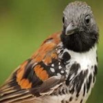 image of bird