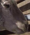 image of animal