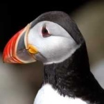 image of bird