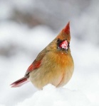 image of cardinal
