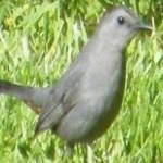 image of bird