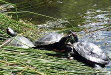 image of terrapin
