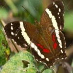 image of banded_butterfly #126