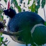 image of bird
