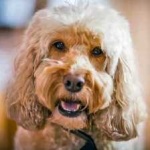 image of animal