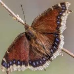 image of animal