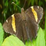 image of animal