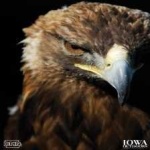 image of bird