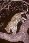 image of leopard