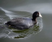 image of american_coot