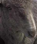 image of animal