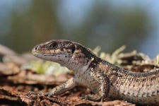 image of common_newt #28