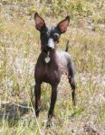 image of mexican_hairless