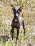 image of mexican_hairless #5