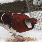 image of bird