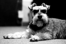 image of miniature_schnauzer