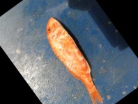 image of fish