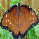 image of animal