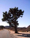 image of joshua_tree