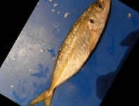 image of fish