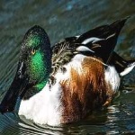 image of northern_shoveler #10