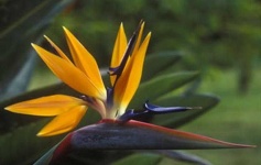 image of bird_of_paradise_flower #56