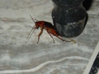 image of cockroach