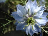 image of flower