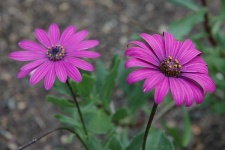 image of flower