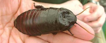 image of cockroach