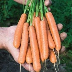 image of carrot #4