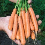 image of carrot