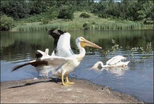 image of pelican