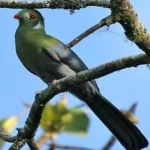 image of bird