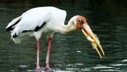 image of stork