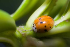 image of ladybug