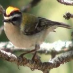 image of bird