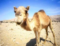 image of arabian_camel