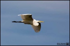image of american_egret