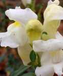 image of flower