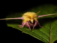 image of moth #23