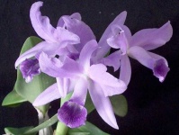 image of flower
