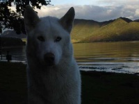 image of white_wolf