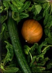 image of acorn_squash #5