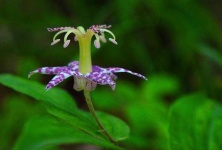 image of flower