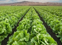 image of lettuce #24