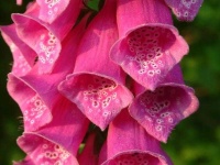image of flower