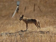 image of coyote